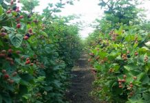 Cum cultivăm plante cu fructe moi