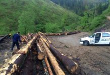 Au abandonat lemnele furate