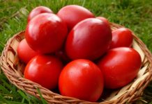 Concurs de ciocnit ouă roșii. Sunt admise doar cele de gâscă!