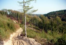 Un milion de euro pentru reabilitarea unui drum forestier