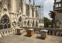 Cum au supravieţuit albinele de la Notre Dame