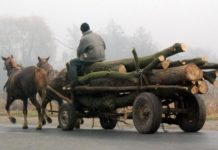 Fura copacii de pe proprietatea EMC Jilț