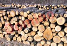 Firmă din Padeș amendată pentru transport ilegal de lemne!