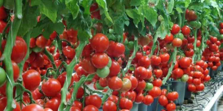 A fost prelungit termenul pentru valorificarea tomatelor produse în ...