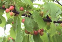 Recolta de cireșe, compromisă. Vremea le-a stricat calculele!