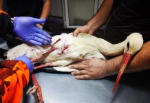 Barză rănită, găsită la Bălești