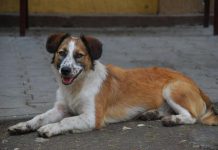 Sterilizări gratuite pentru câini și pisici