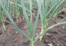 Trei gorjeni au plantat hectare cu usturoi