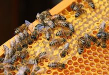 Petre Daea: România este pe primul loc în UE la producţia de miere şi pe locul secund ca număr al familiilor de albine