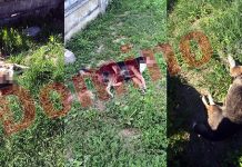 Câini otrăviți într-o localitate de lângă MUNICIPIU! Patrupedele erau sterilizate și aveau cercel!