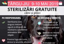 Sterilizări gratuite pentru animale în Târgu Jiu