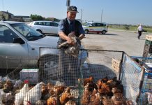 Parcare în locul târgului de miei