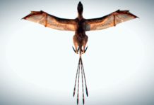 Descoperirea unei fosile de dinozaur asemănătoare liliacului oferă detalii neştiute depre evoluţia păsărilor