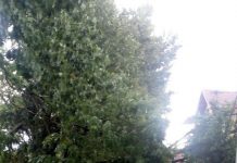 Probleme pentru șoferi. Se întâmplă chiar acum! Copaci căzuți pe carosabil, pe Valea Oltului