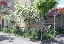 Rovinărenii invitaţi să voteze cea mai frumoasă grădină din oraş!