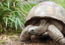 La 187 de ani, Jonathan este cel mai bătrân animal terestru din lume