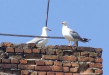 Observatorul citadin – Virtuozitate aeriană