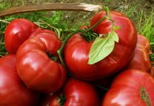 Ministerul Agriculturii: Roșiile românești din programul ”Tomata” ajunse deja pe piața sunt sigure pentru consum