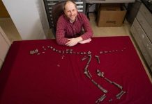 A fost descoperită o rudă îndepărtată a lui T-Rex, celebrul dinozaur