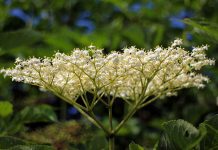 Cum faci remedii din flori de soc