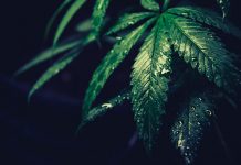 Ai auzit de ulei CBD? Iata 3 beneficii considerabile ale acestuia!