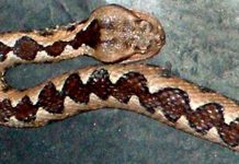 Mușcat de viperă la serviciu