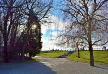 Acțiune de scanare a arborilor din Parcul Central pentru a se stabili gradul de sănătate