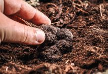 Direcția Silvică Gorj va încasa 100.000 de euro de pe urma „diamantelor pământului“