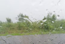 Copaci căzuți pe străzile Narciselor și Zambilelor din Târgu Jiu!