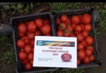 Beneficiarii subvențiilor pe tomate, foarte mulțumiți de program. Ei sunt agricultorii de succes ai programului ajutor pentru tomate!