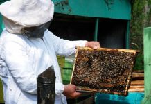 Apicultorii, afectați de ploi. Cer sprijin Ministerului Agriculturii