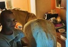 Se întâmplă în România: Dormea cu CALUL ÎN APARTAMENT