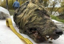 Capul perfect conservat al unui lup a fost descoperit în Siberia