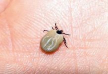 Avertismentul medicilor: atenție la căpușe!