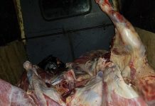 Transportau lemne și carne fără acte. Marfa a fost confiscată