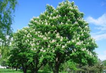 Castanii de la Tismana: producție tot mai mică