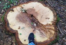 Petiție pentru salvarea Pădurii Drăgoieni. O poți semna și tu