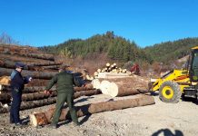 Depozitele de material lemnos sub lupa poliției. S-au aplicat amenzi de 10.000 lei