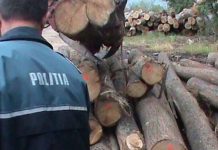 Polițiștii au confiscat lemnele și au aplicat și o amendă de 7000 lei unei societăți comerciale