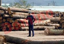 Lemne confiscate de polițiștii gorjeni la Padeș!