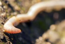 Legea care permite ca morţii să fie transformaţi în îngrăşământ. Ce speră iniţiatorii