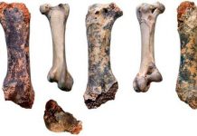 Păsări uriaşe de aproape o jumătate de tonă au trăit la nord de Marea Neagră