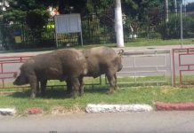 Porci, la păscut pe o stradă intens circulată din Târgu Jiu