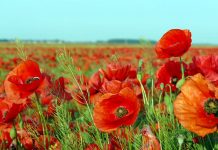 Remedii cu mac roşu