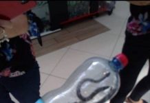 Un șarpe a intrat în incinta mall-ului din Târgu Jiu. Reptila a fost capturată și eliberată în Jiu