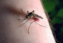 Remedii naturale care te scapă de mușcăturile de țânțari