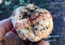 În timp ce unii caută bureți, alții culeg trufe! Locul cu trufandale, aproape de Târgu-Jiu