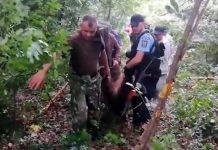 VIDEO: URS CAPTIV LA LELEŞTI