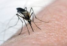 Virusul West Nile. Care sunt simptomele și cum ne protejam de infecție