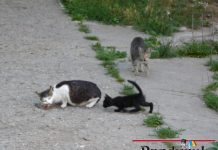 Bloc terorizat de pisicile şi câinii unei locatare